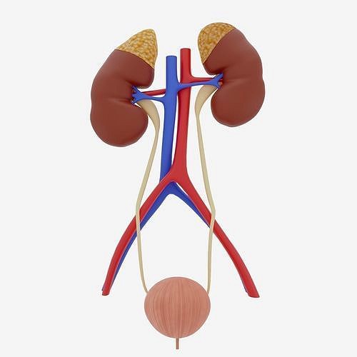 Urinary System Anatomy