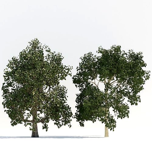 Three trees