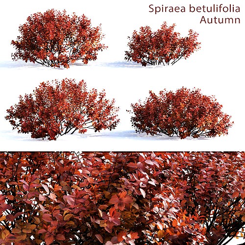 Spiraea betulifolia 01 autumn