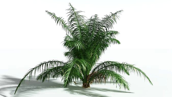 EVERYPlant Seashore Palm SINGLE --1 Model--