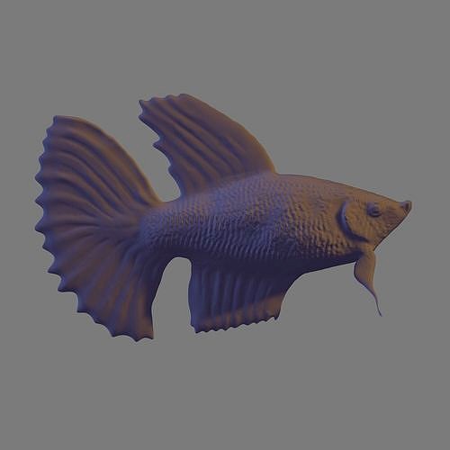 Betta Fish