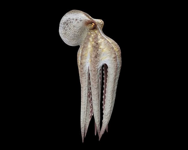Animated Octopus