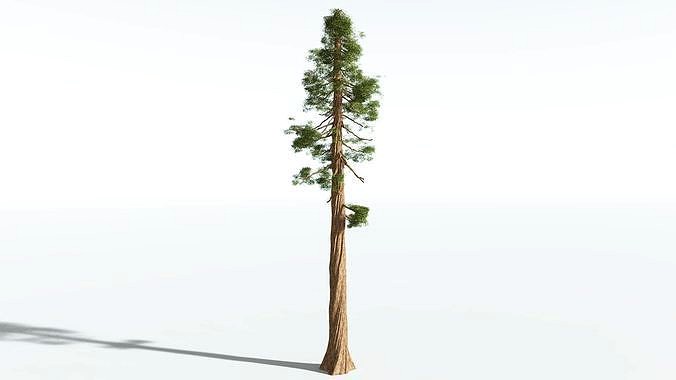 EVERYPlant Coastal Redwood SINGLE --1 Model--