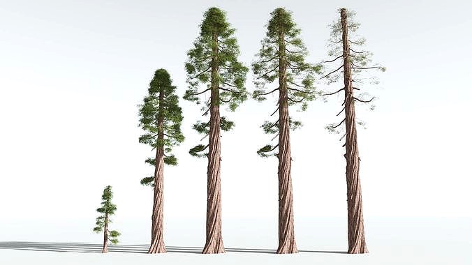 EVERYPlant Coastal Redwood EXT --24 Models--