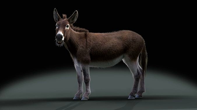 Grey Donkey Animated