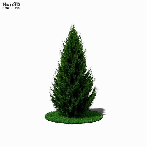 Juniper