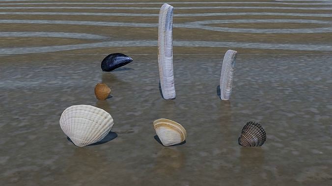 Beach shells