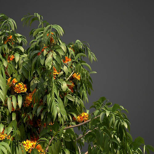 2021 PBR Ashoka Tree Collection - Saraca Indica Ashoka