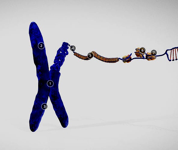 Chromosome Structure