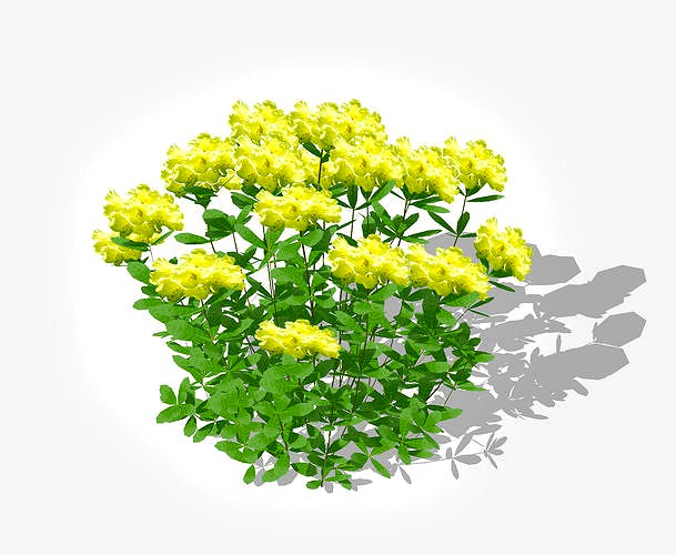 Azalea -Rhododendron - Yellow