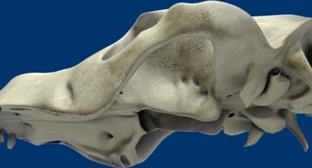 maren creatures dogskull