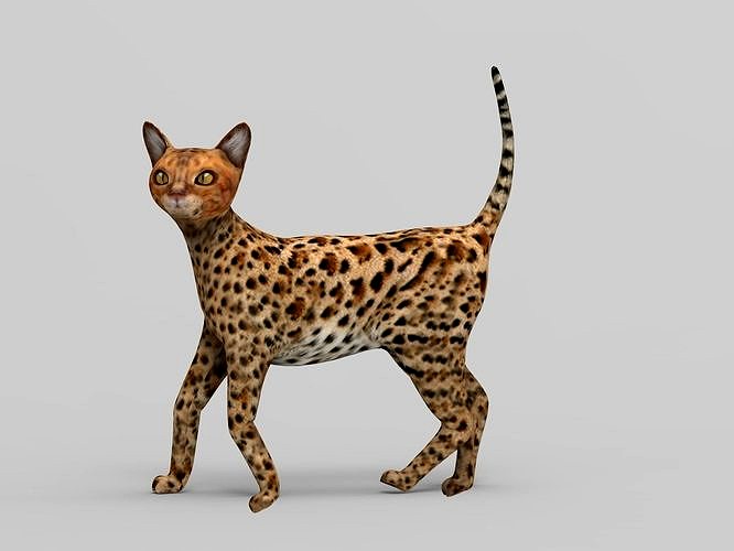 3D Cat Rigged model