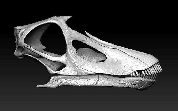 Diplodocus skull