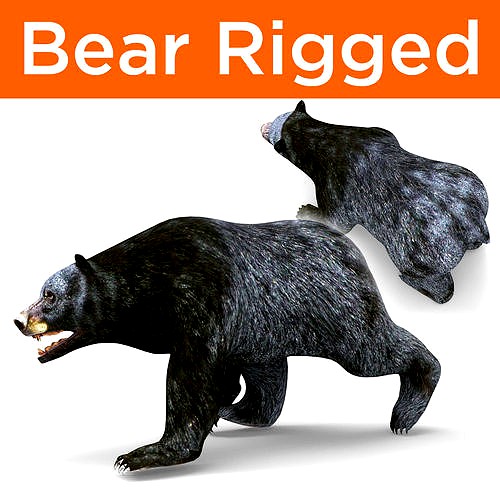 Black Bear Rigged 3D Models