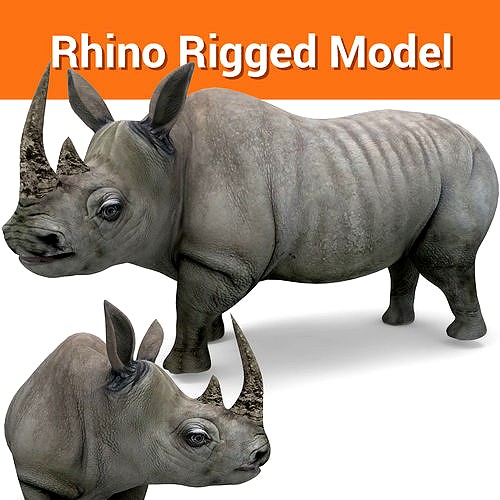 3D rhino rhinoceros realistic Rigged low poly