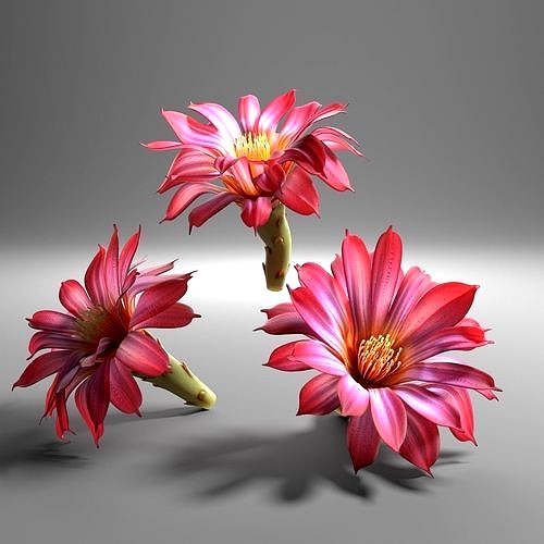 Cactus flower in bloom
