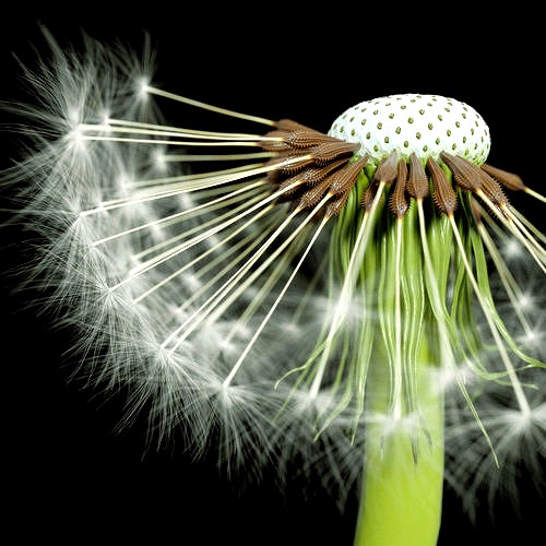 Dandelion Photoreal