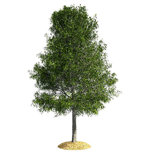 Shingle Oak Tree