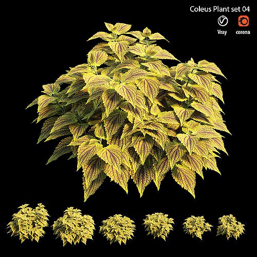 Coleus Plant set 04