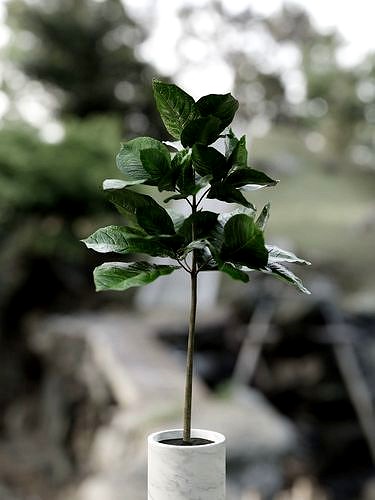 fiddle Leaf Fig