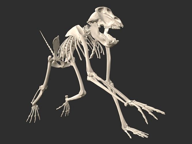 Baboon Skeleton