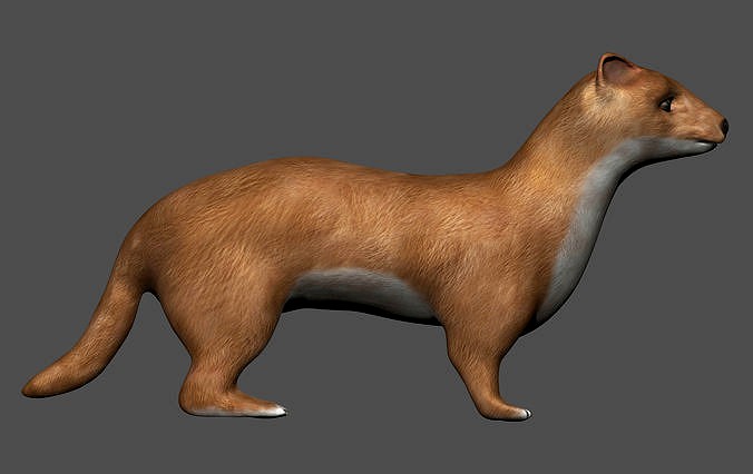 Weasel