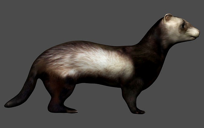 Ferret Mongoose