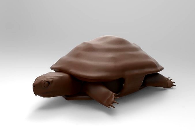 Tortoise | 3D