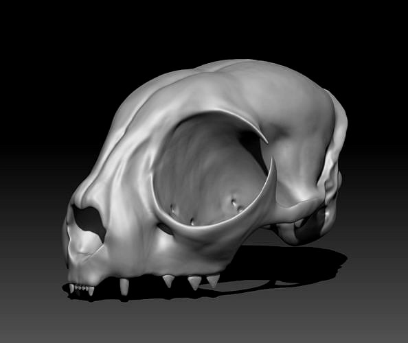 CAT skull for 3D printing | 3D