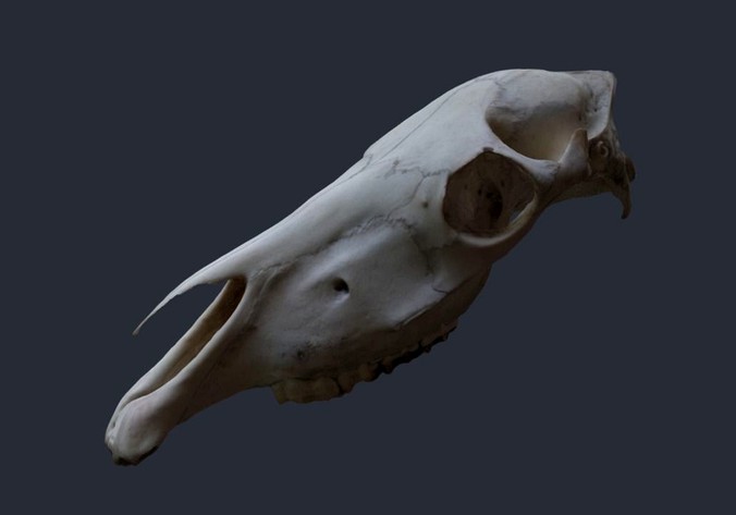 Horse Upper Skull Scan