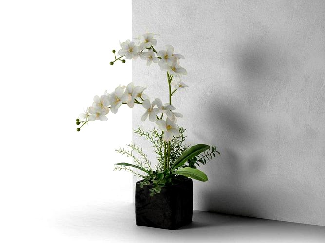 Orchid in Cube Pot