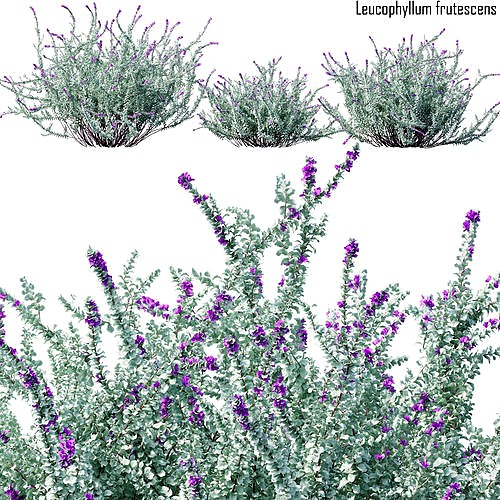 Heavenly cloud sage - Leucophyllum frutescens 2