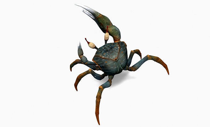 Fiddler Crab