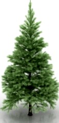 Conifers tree 3D Model