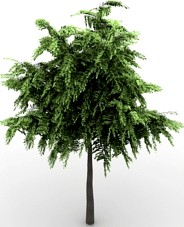 Tree 3D Model