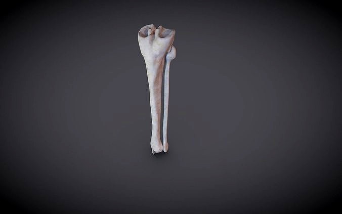 Tibia And Fibula 3d model