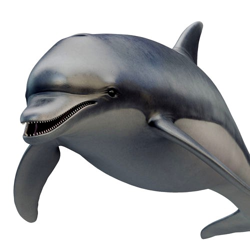 3D model Animated Dolphin