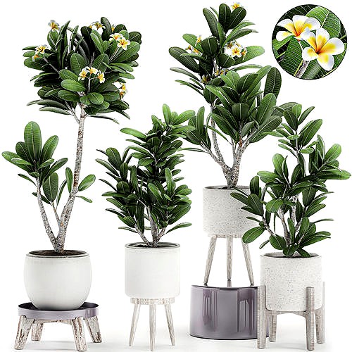 Decorative plumeria trees for the interior in white pots 558