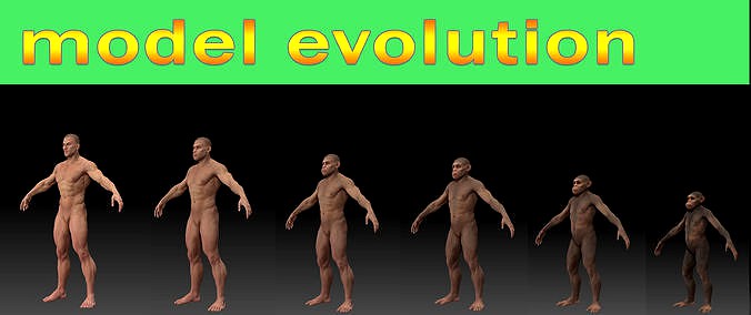 Human evolution model