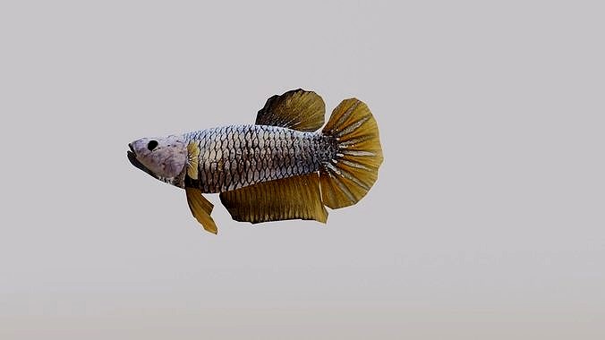 Betta Fish