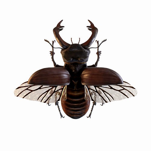 Stag Beetle