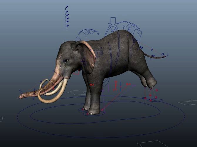Asiatic Elephant Rig