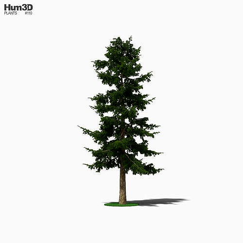 Cedar Tree