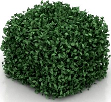 Bush 3D Model