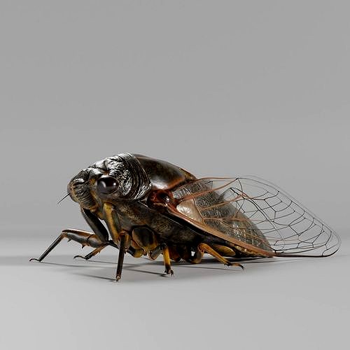 Cicada Animated