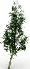 Tree 3D Model