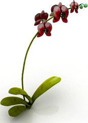 Flower 3D Model