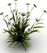 Flowers 3D Model