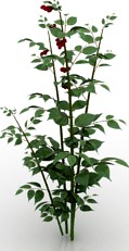 Bush 3D Model