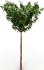 Tree 3D Model